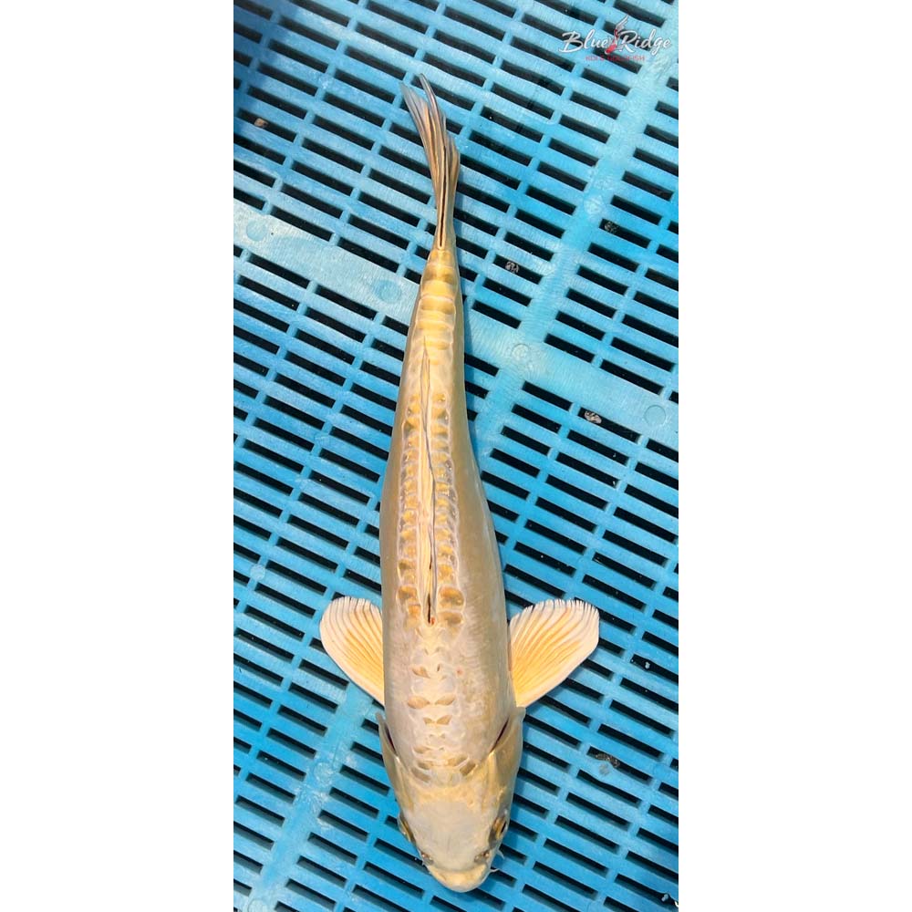 14-16” Doitsu Yamabuki Ogon Koi
