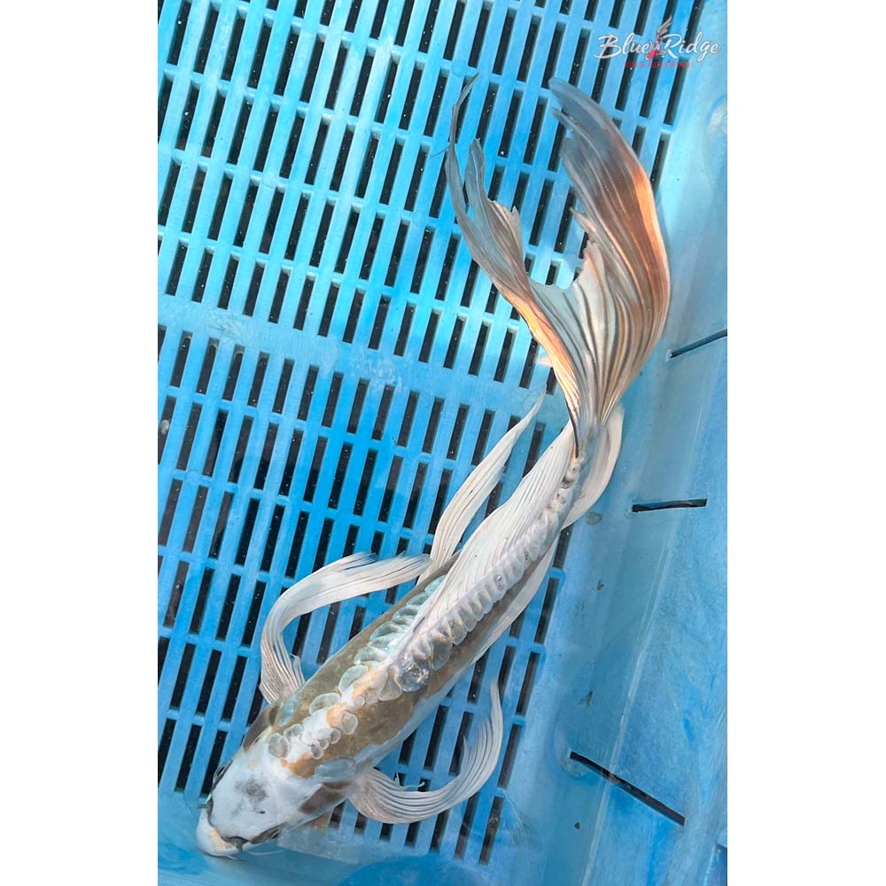 14-16” Kin Kikokuryu Butterfly Koi