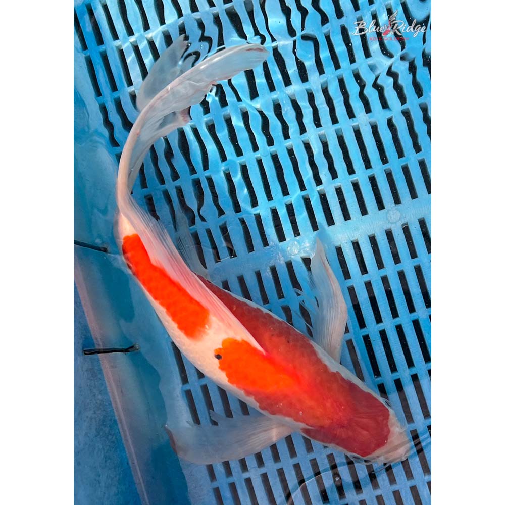 14-16” Kohaku Butterfly Koi