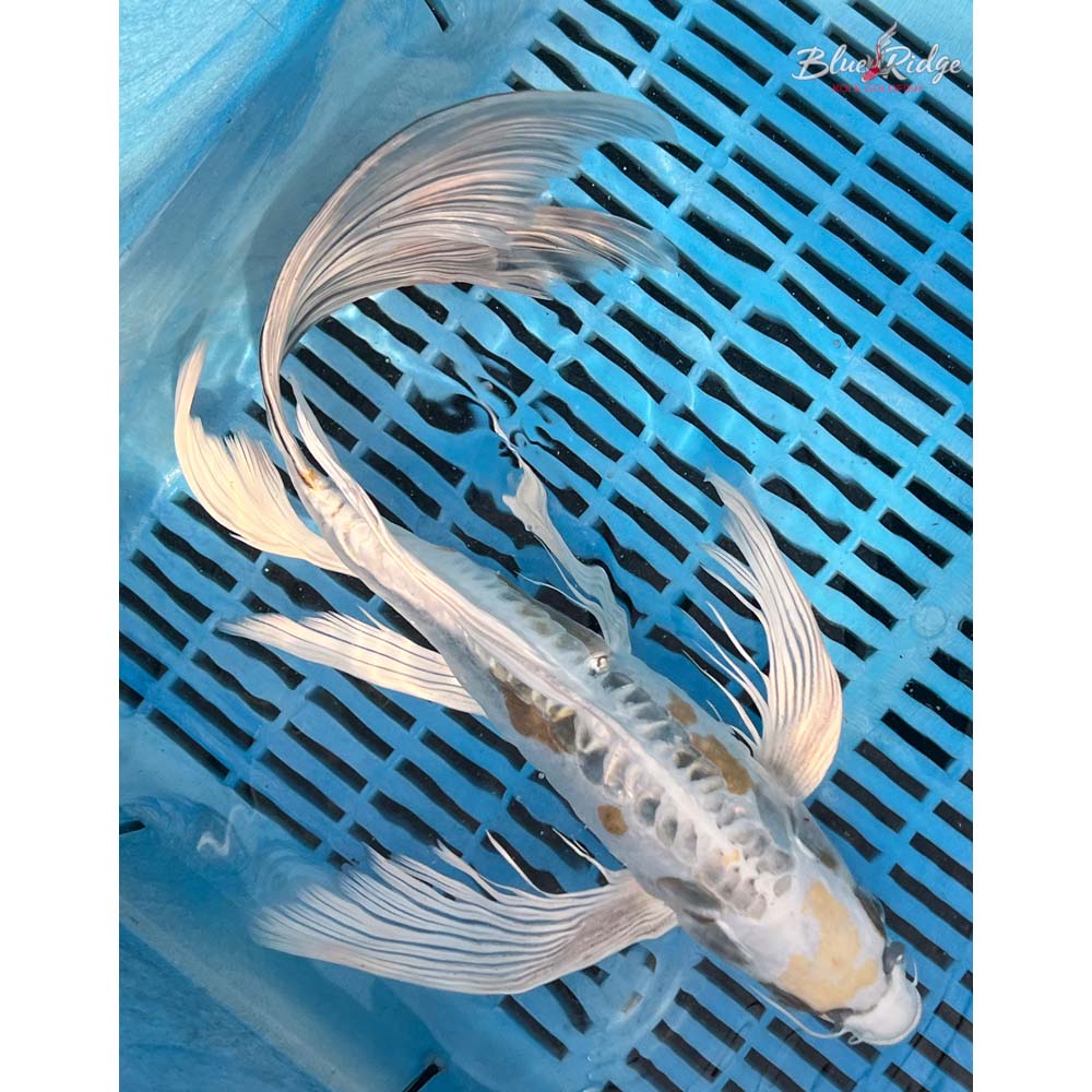 14-16” Doitsu Kujaku Butterfly Koi