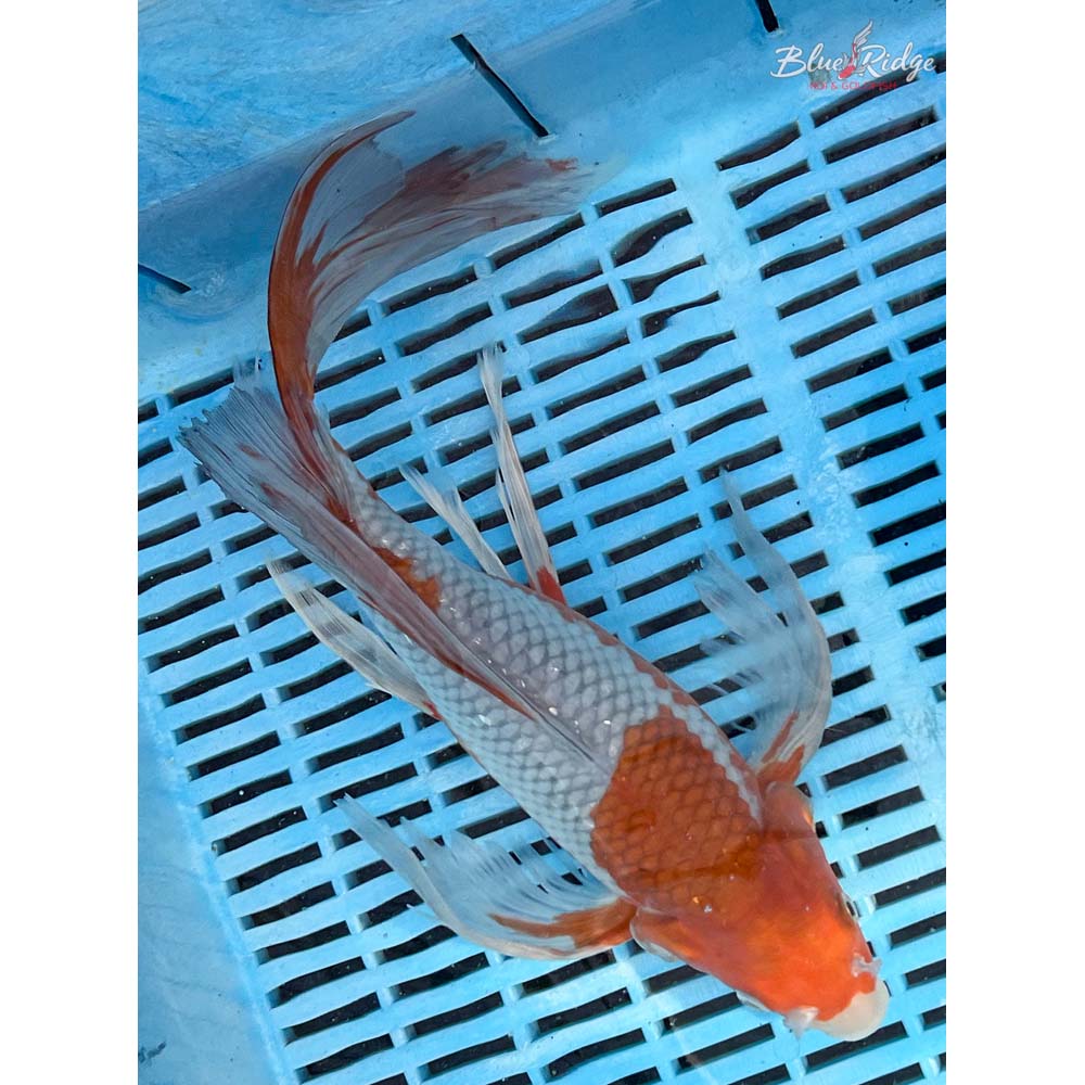 14-16” Ochiba Shigure Butterfly Koi
