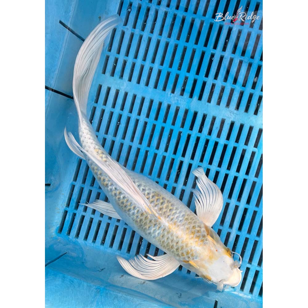14-16” Kujaku Butterfly Koi