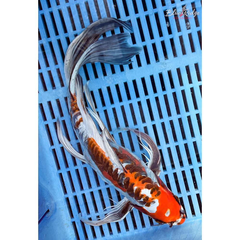 14-16” Doitsu Kujaku Butterfly Koi