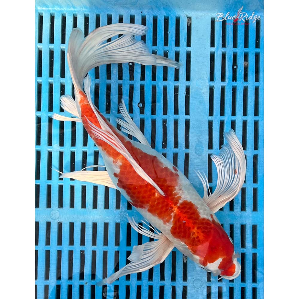 14-16” Hariwake Butterfly Koi