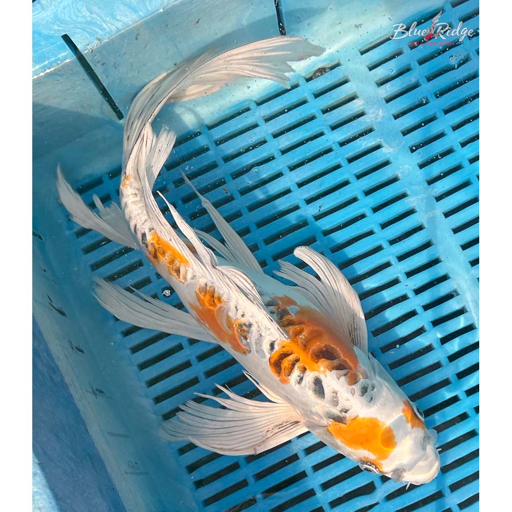16-18” Doitsu Kujaku Butterfly Koi