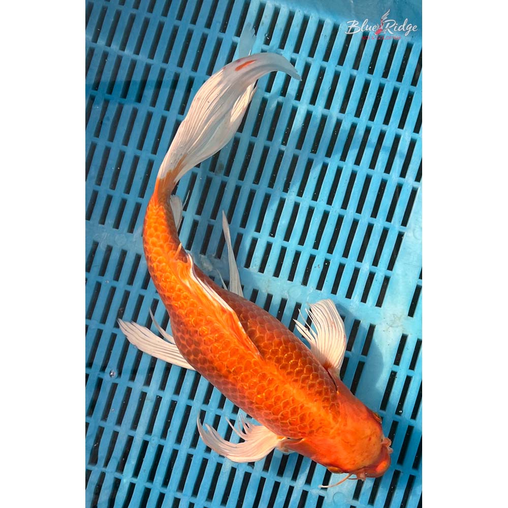 16-18” Gin Rin Orenji Ogon Butterfly Koi