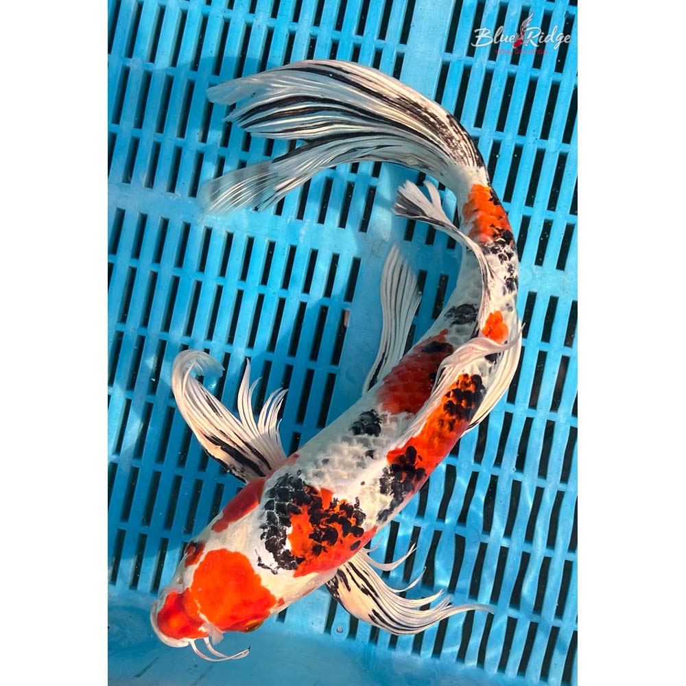 16-18” Yamatonishiki Butterfly Koi