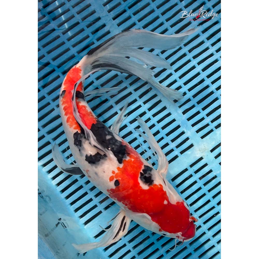 18-20” Sanke Butterfly Koi