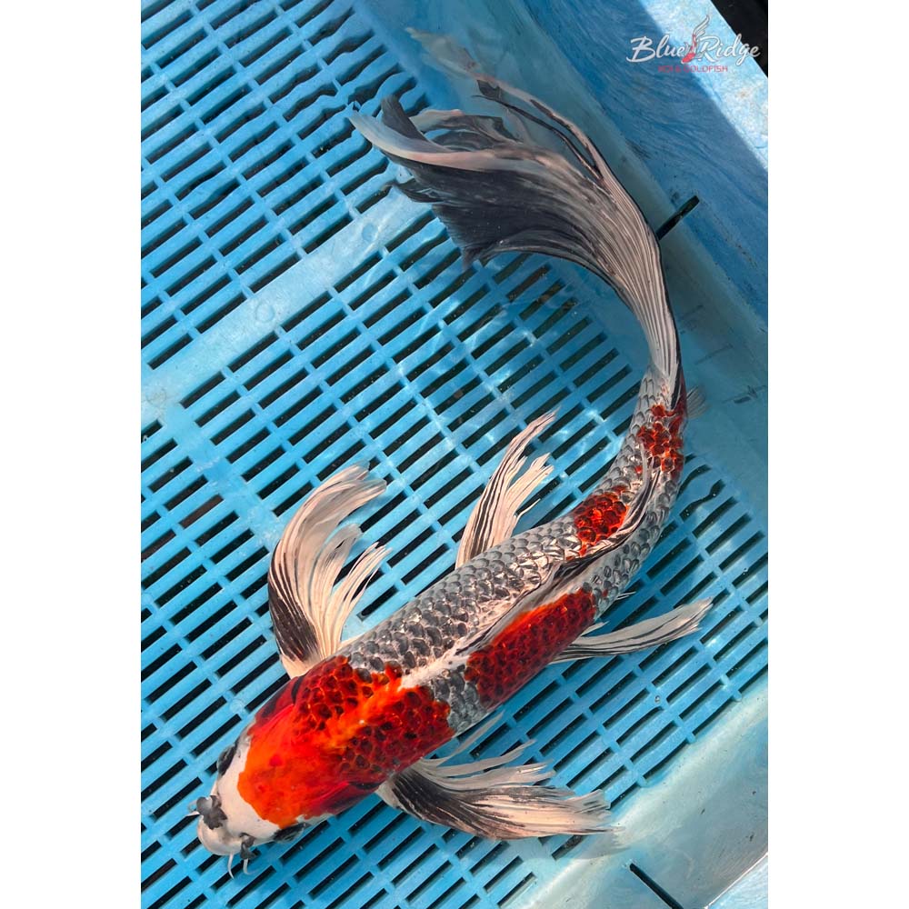 20-22” Gin Rin Kujaku Butterfly Koi