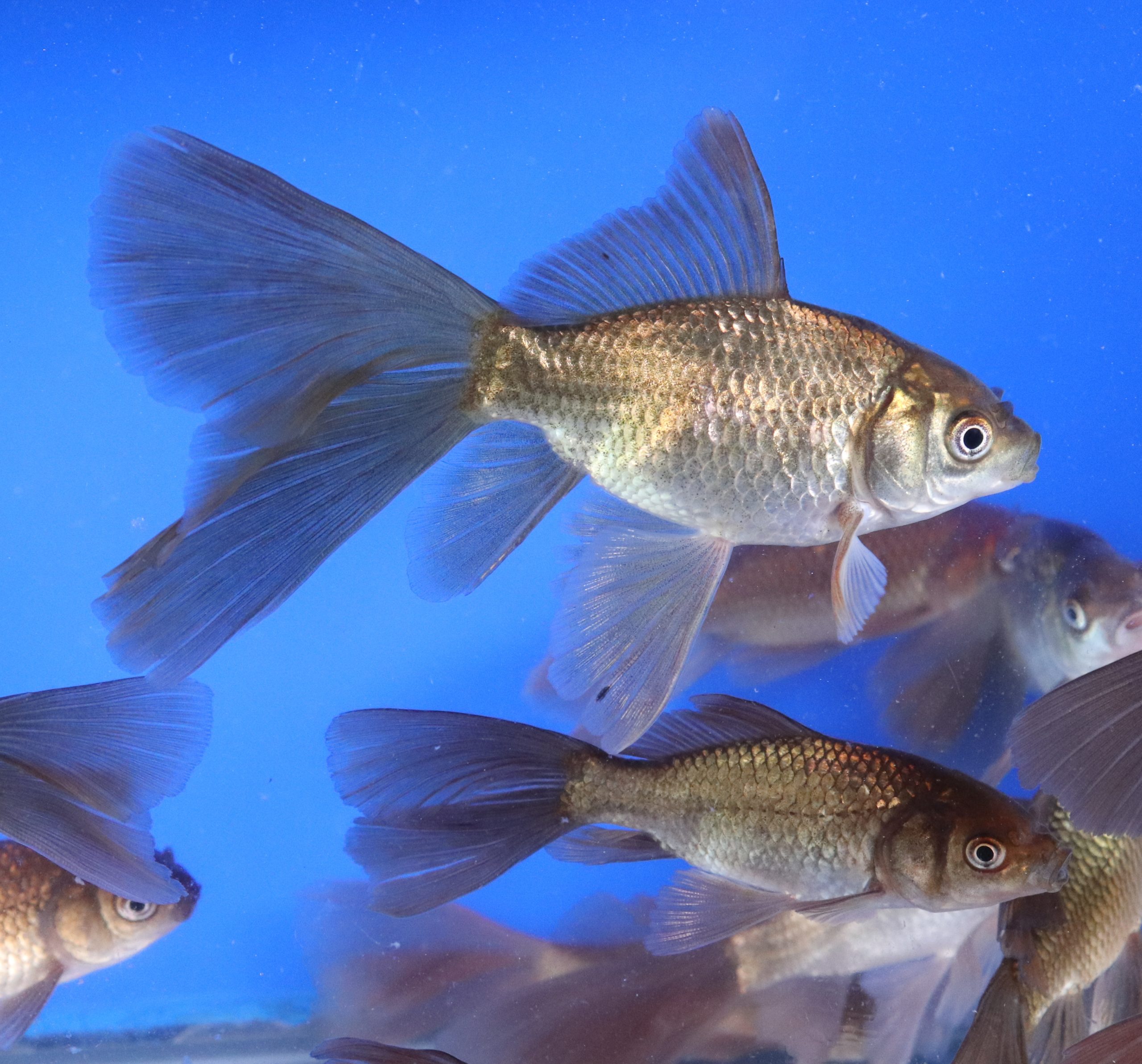 Chocolate Bristol Fin Goldfish 3-4"