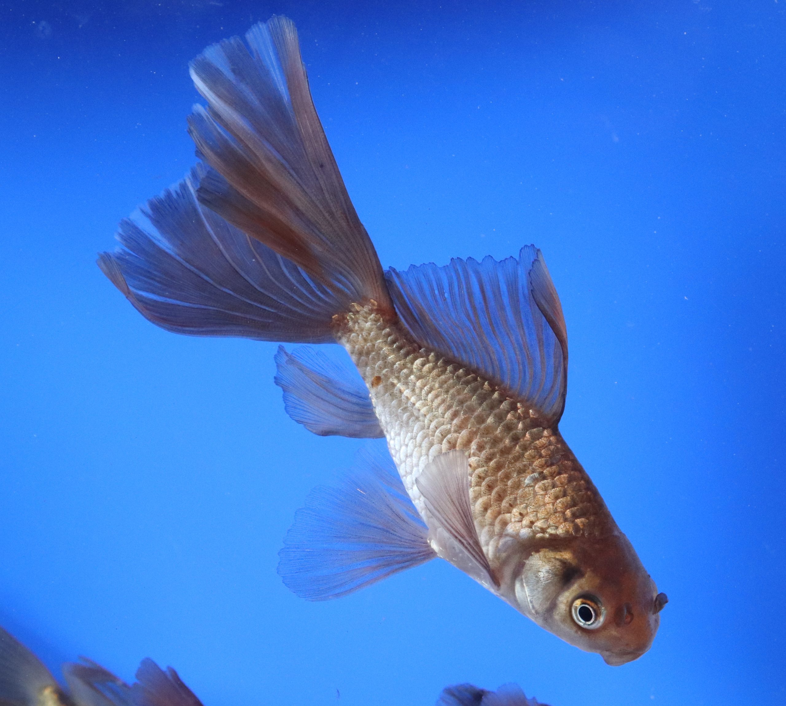 Alternative view of Chocolate Bristol Fin Goldfish 4-5"