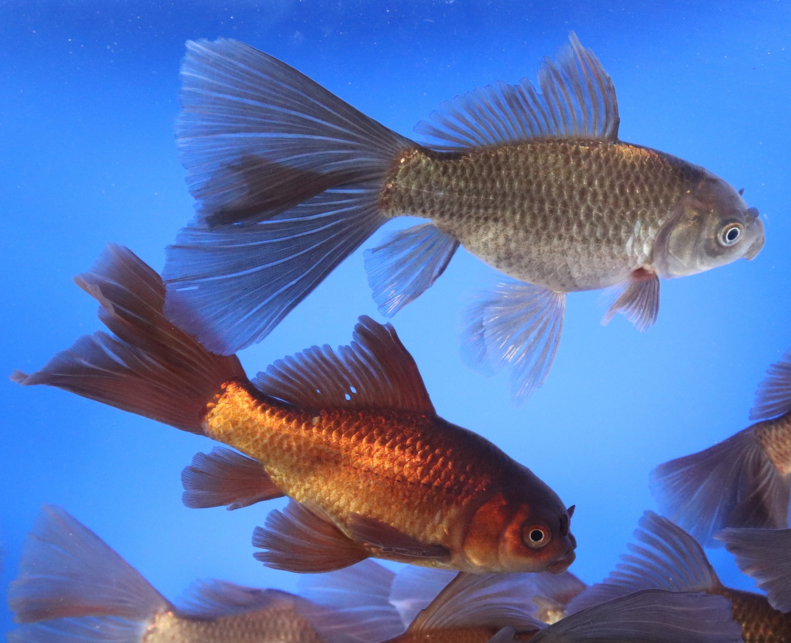 Chocolate Bristol Fin Goldfish 5-6"