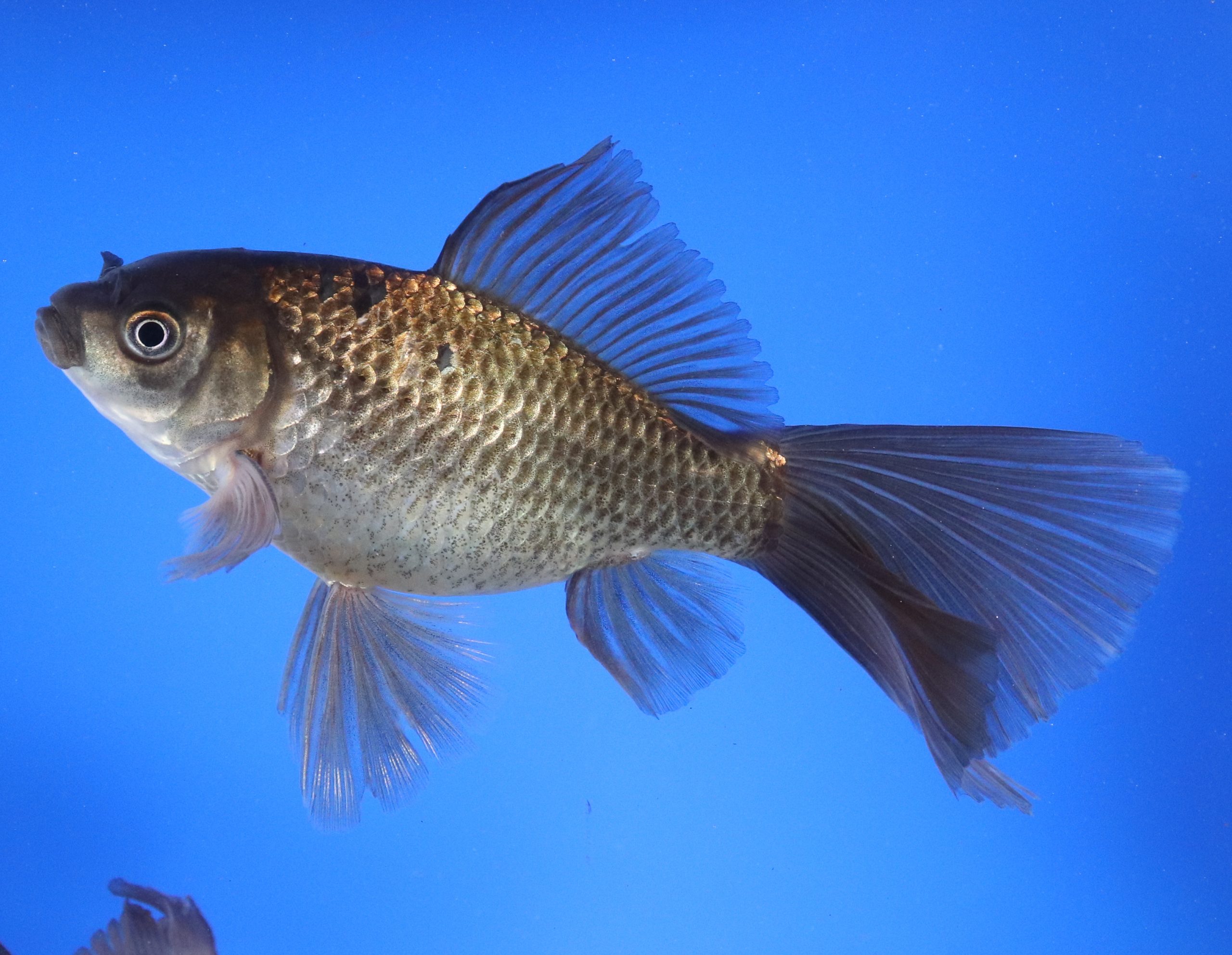 Alternative view of Chocolate Bristol Fin Goldfish 5-6"
