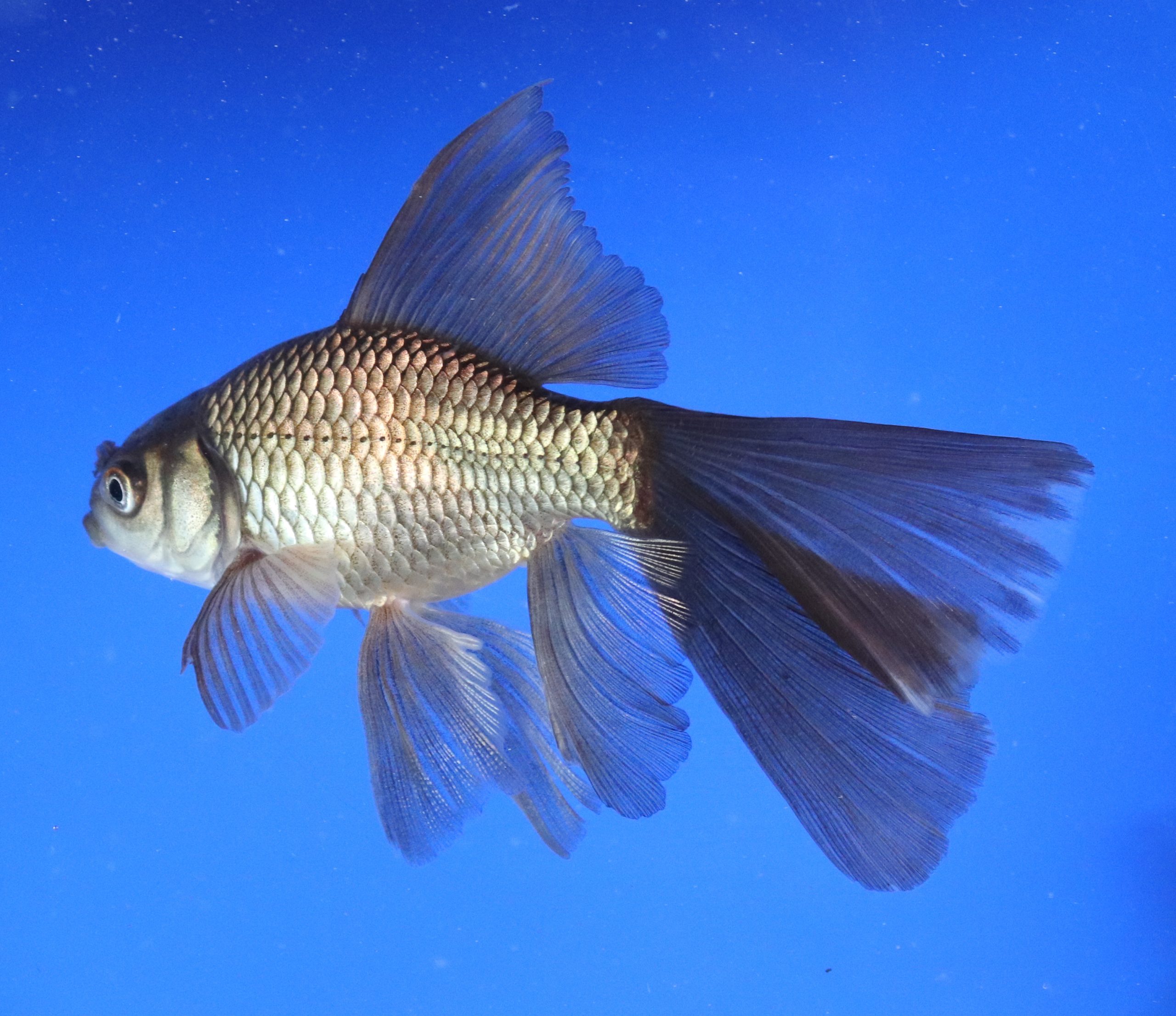 Alternative view of Chocolate Bristol Fin Goldfish 3-4"