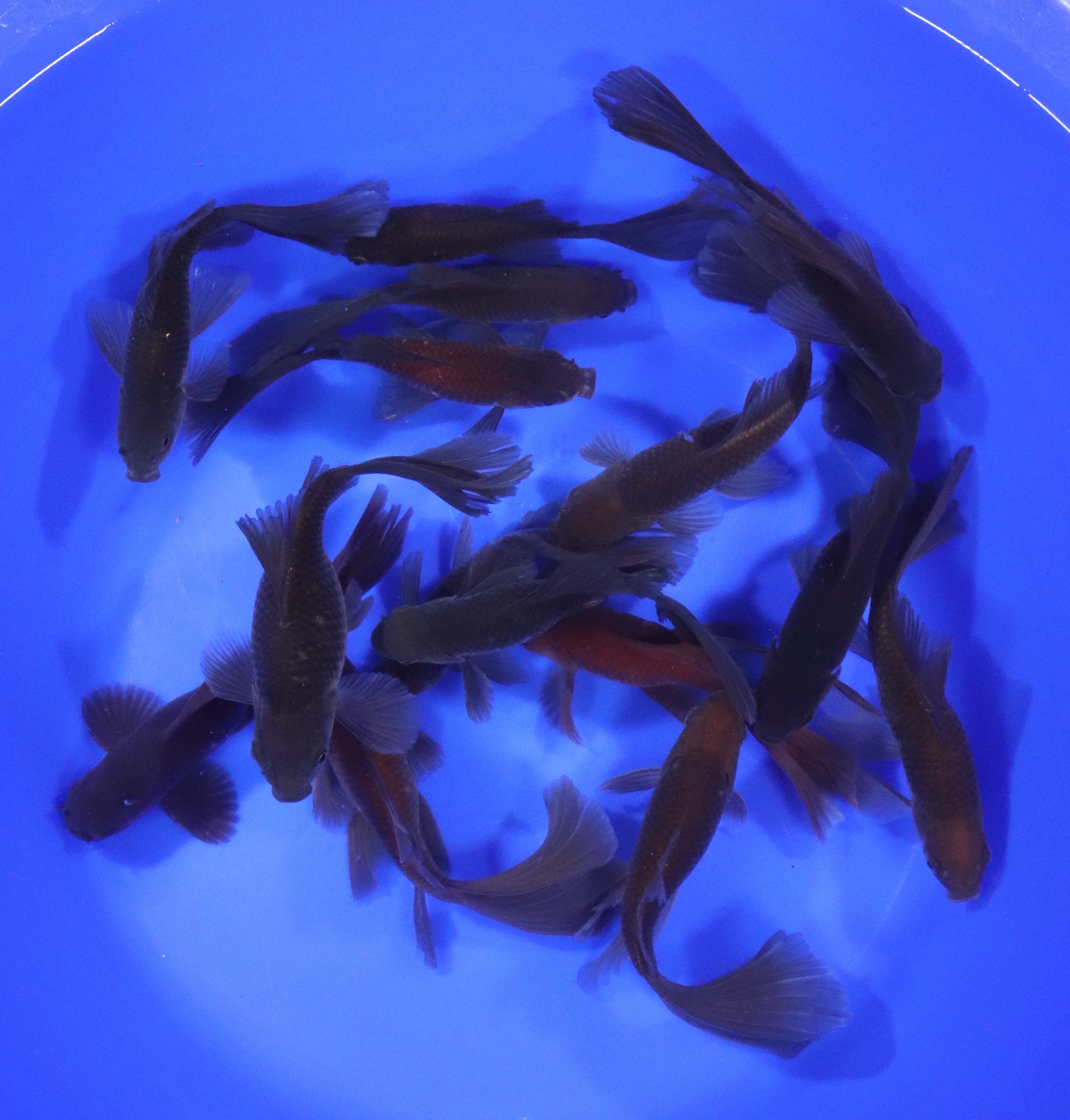 Chocolate Bristol Fin Goldfish 5-6" - Image 5