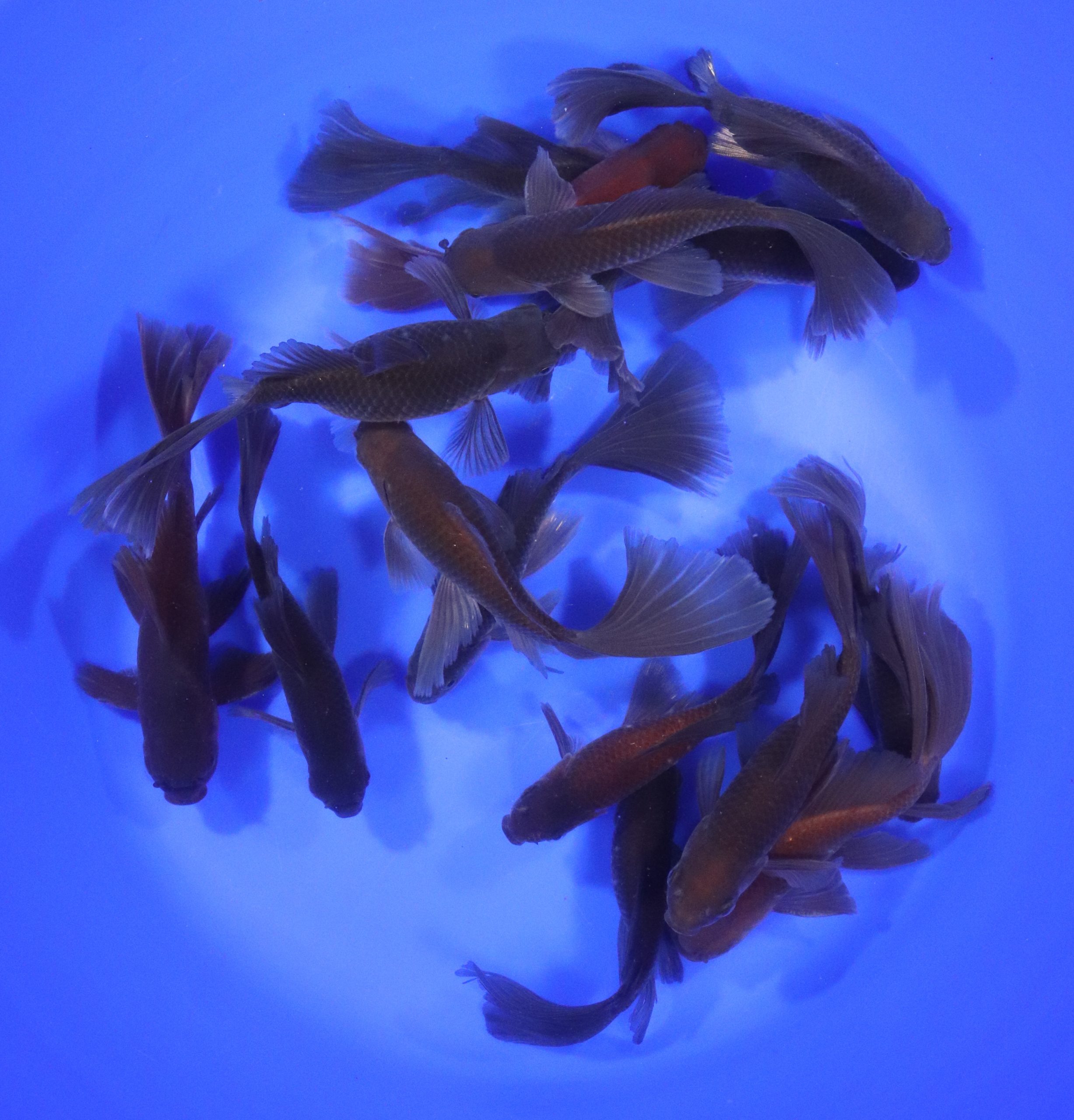 Chocolate Bristol Fin Goldfish 5-6" - Image 6