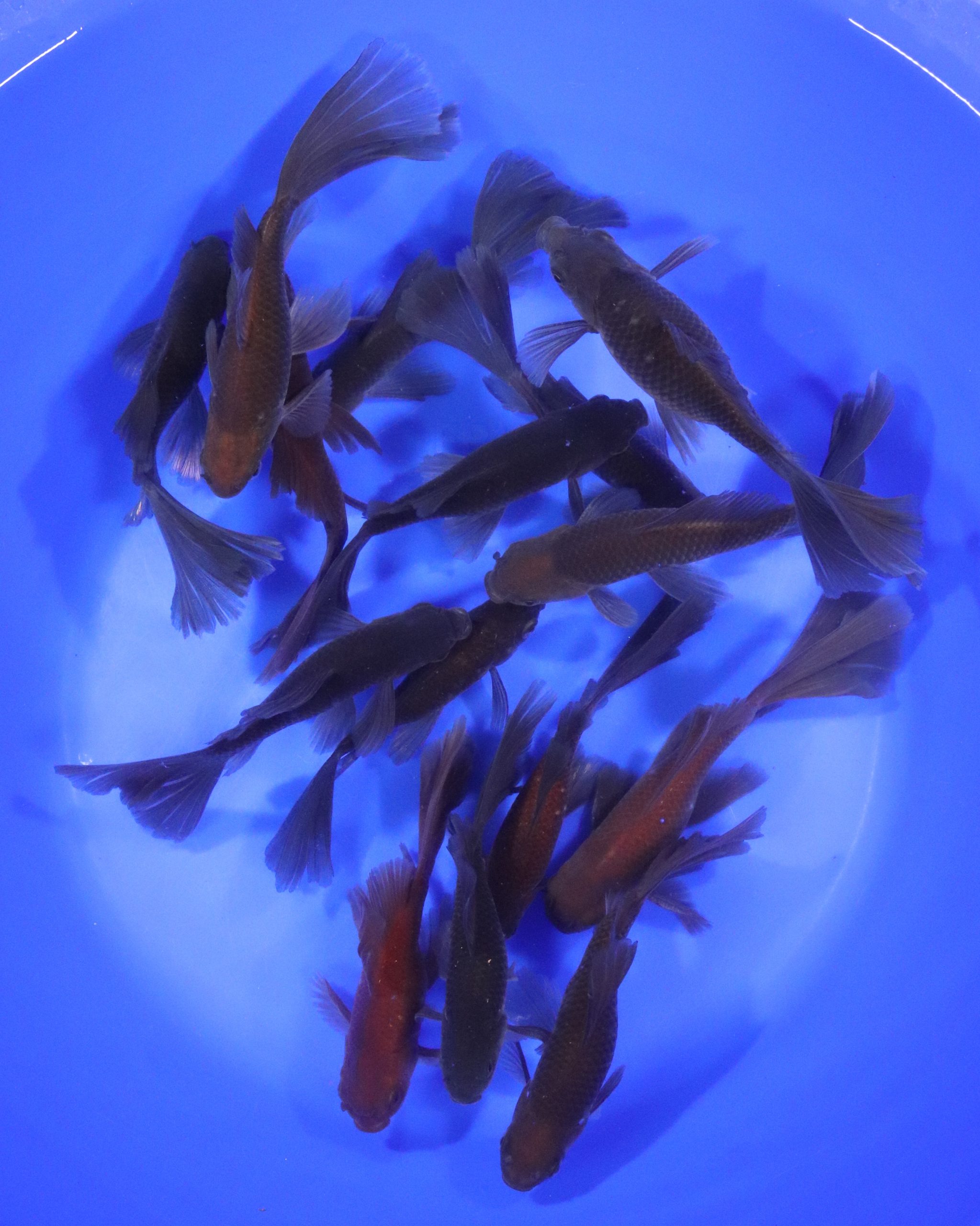Chocolate Bristol Fin Goldfish 5-6" - Image 7