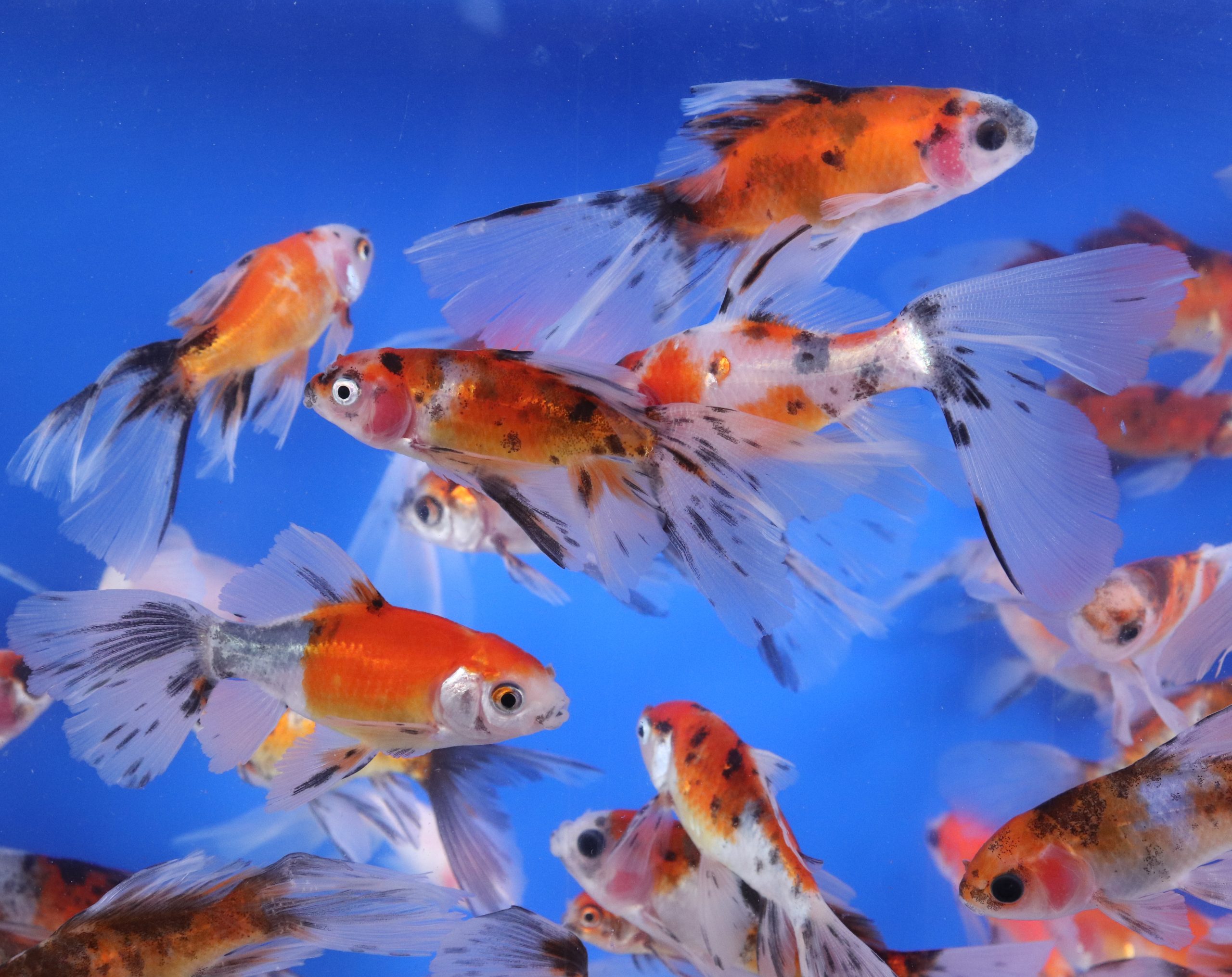 Bristol Shubunkin Goldfish 2-3"