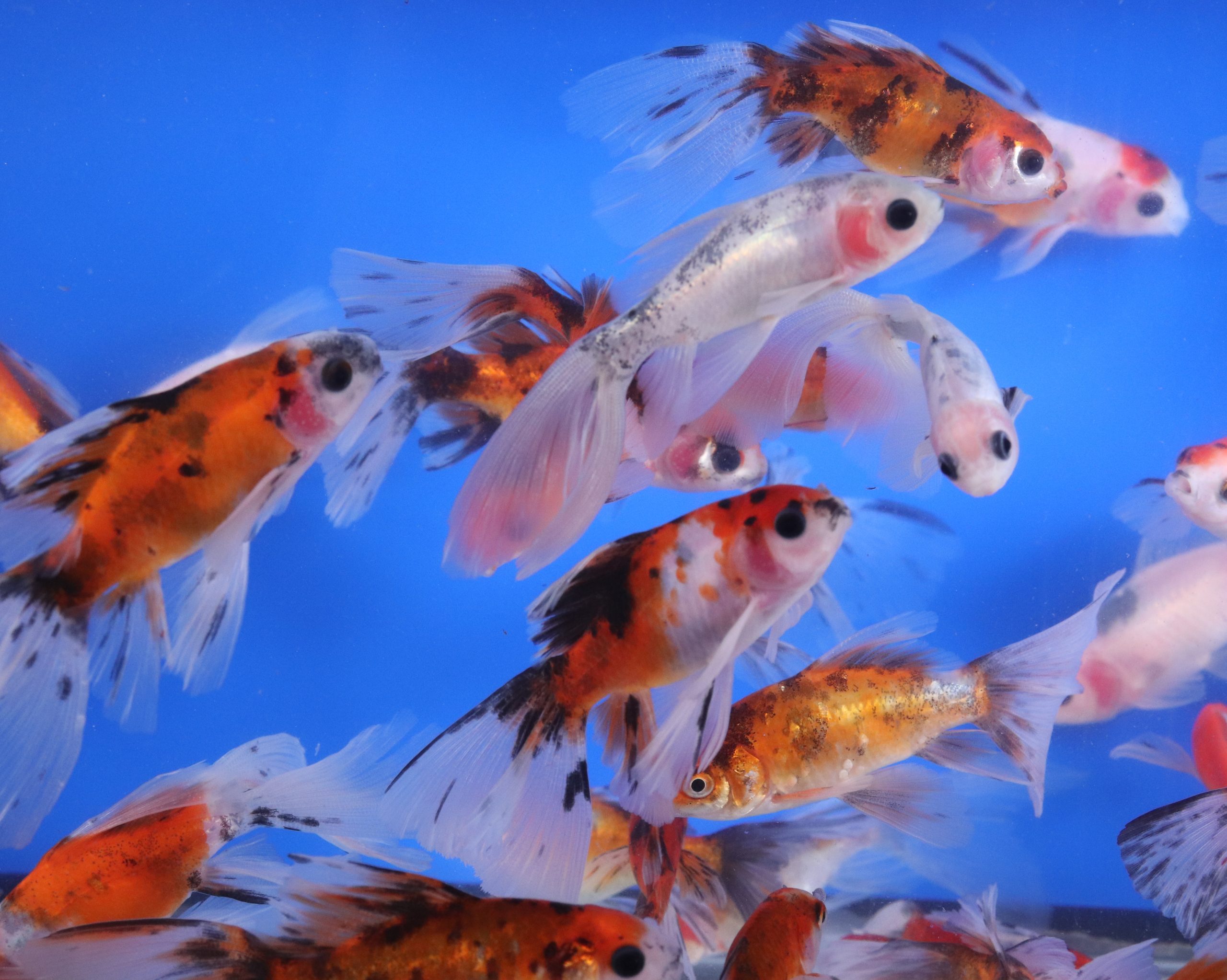 Alternative view of Bristol Shubunkin Goldfish 2-3"