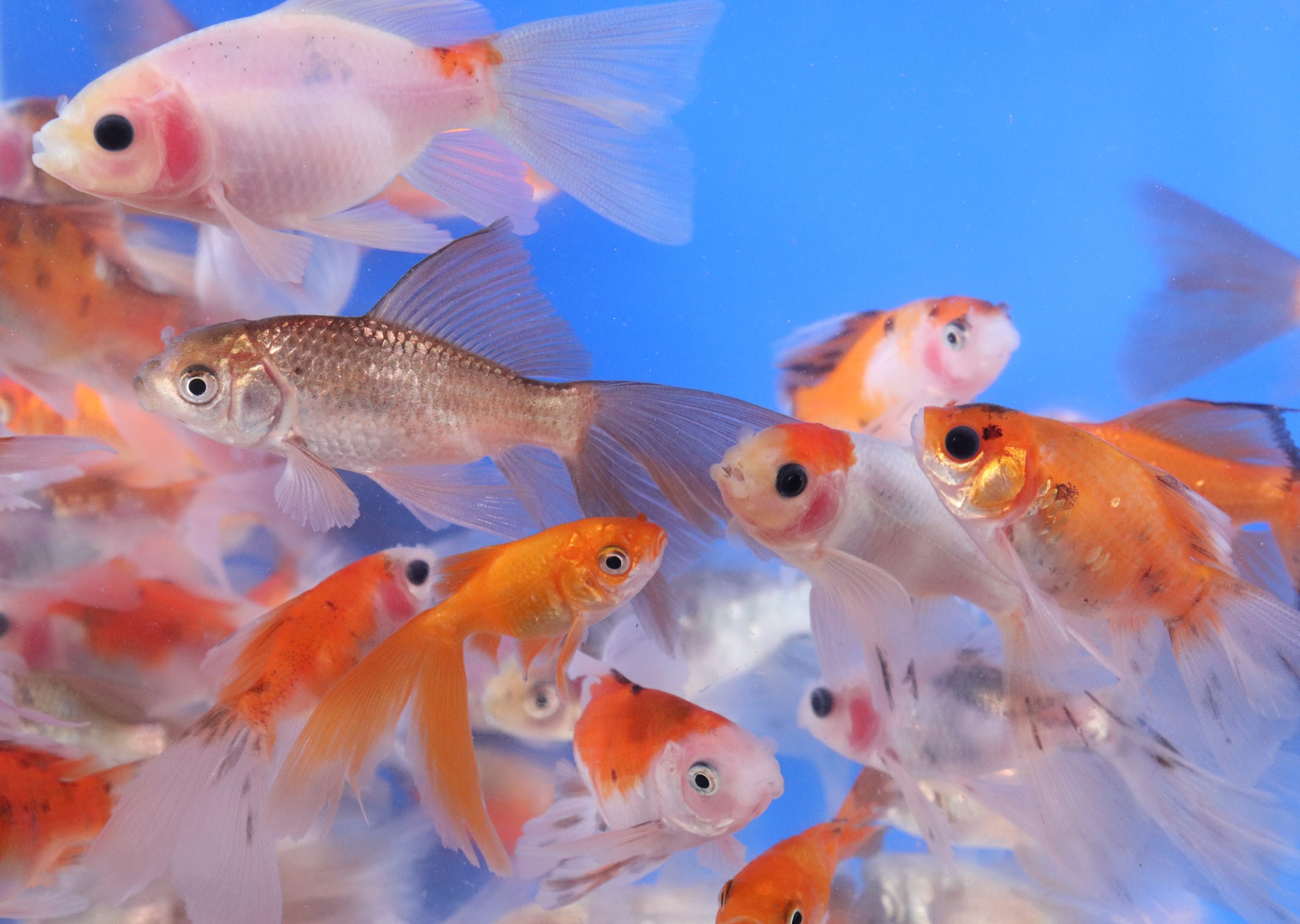 Mixed Bristol Fin Goldfish 2-3"