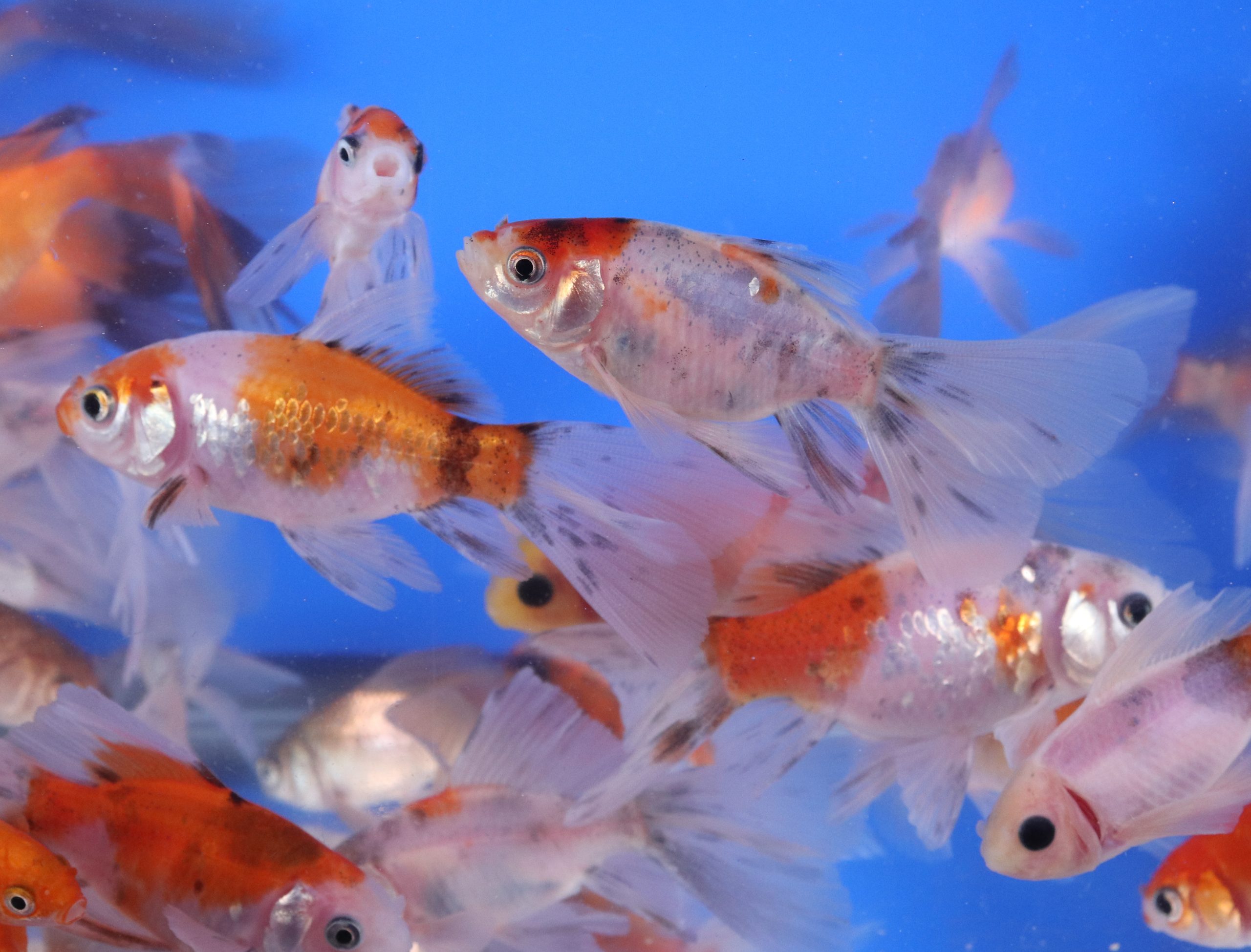 Alternative view of Mixed Bristol Fin Goldfish 2-3"