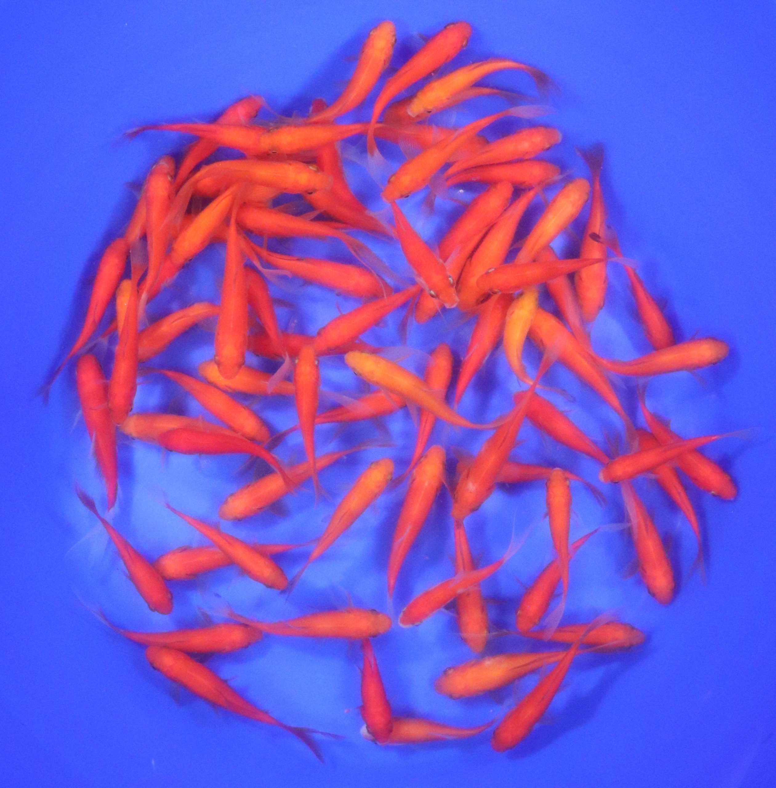Red Comet 2-3"