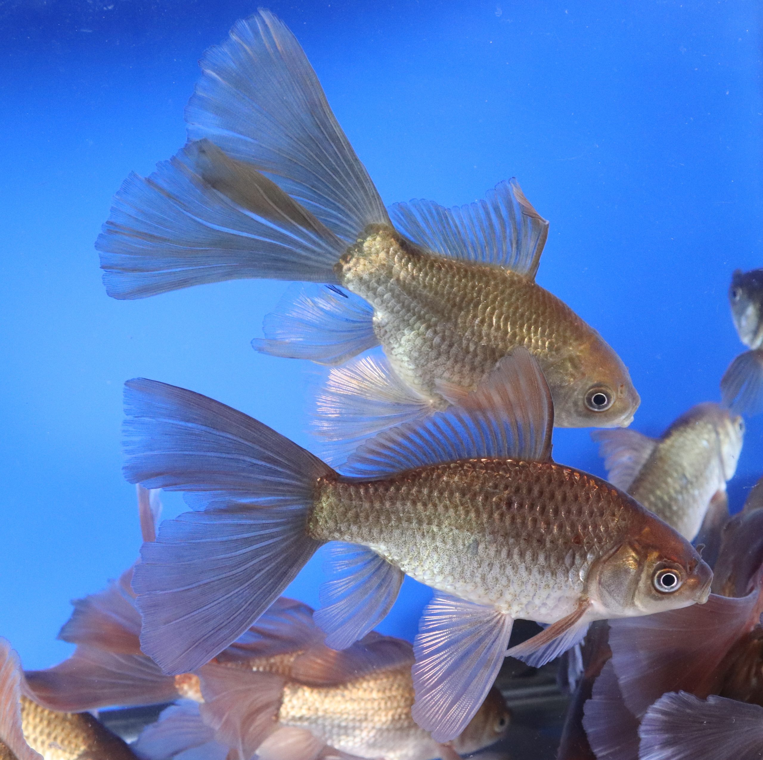 Chocolate Bristol Fin Goldfish 4-5"
