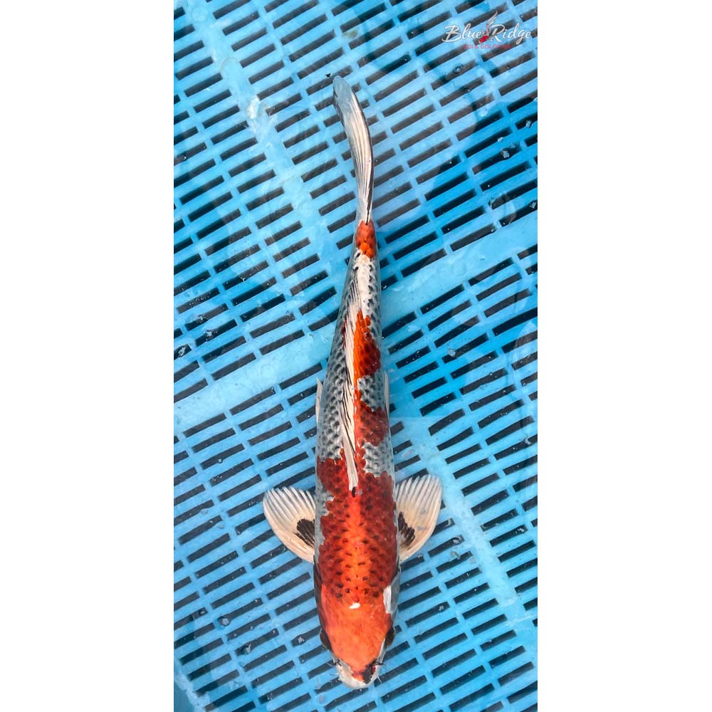 14-16” Kujaku Koi