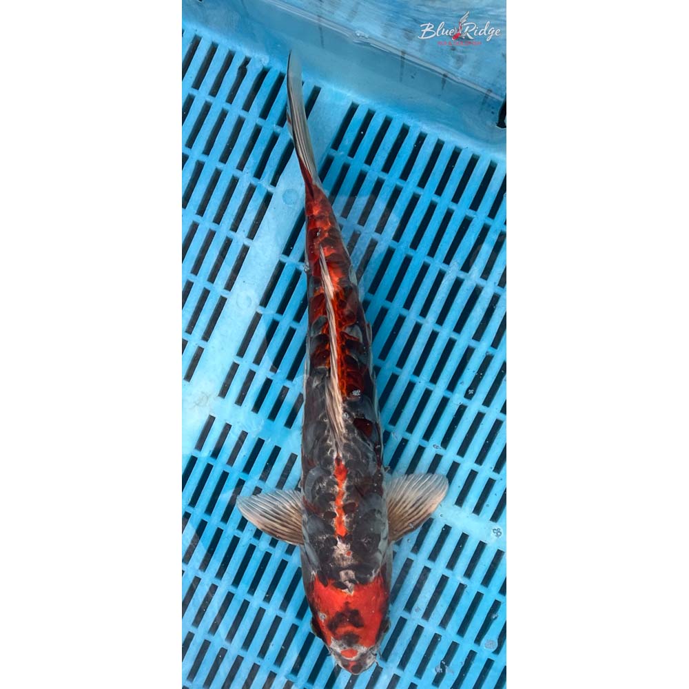 14-16” Kin Kikokuryu Koi