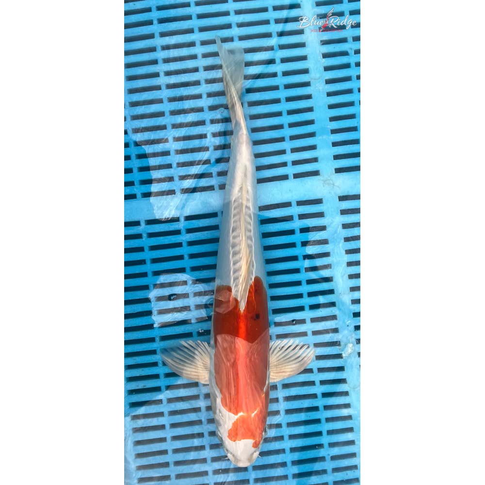 14-16” Kikusui Koi