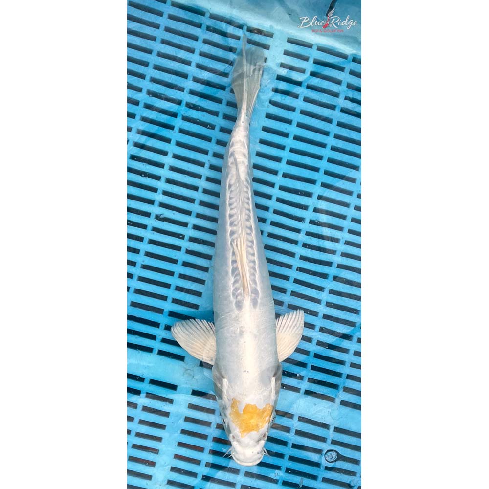 14-16” Doitsu Lemon Hariwake Koi