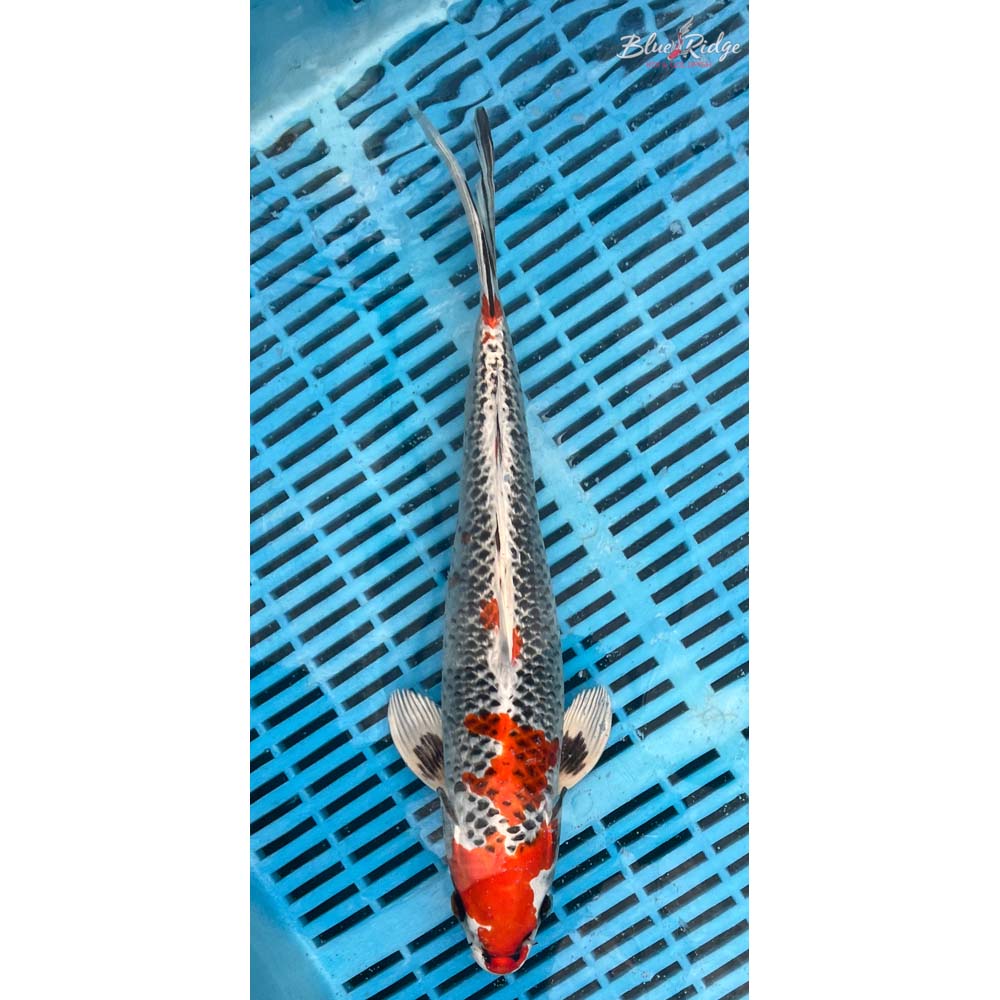 14-16” Kujaku Koi