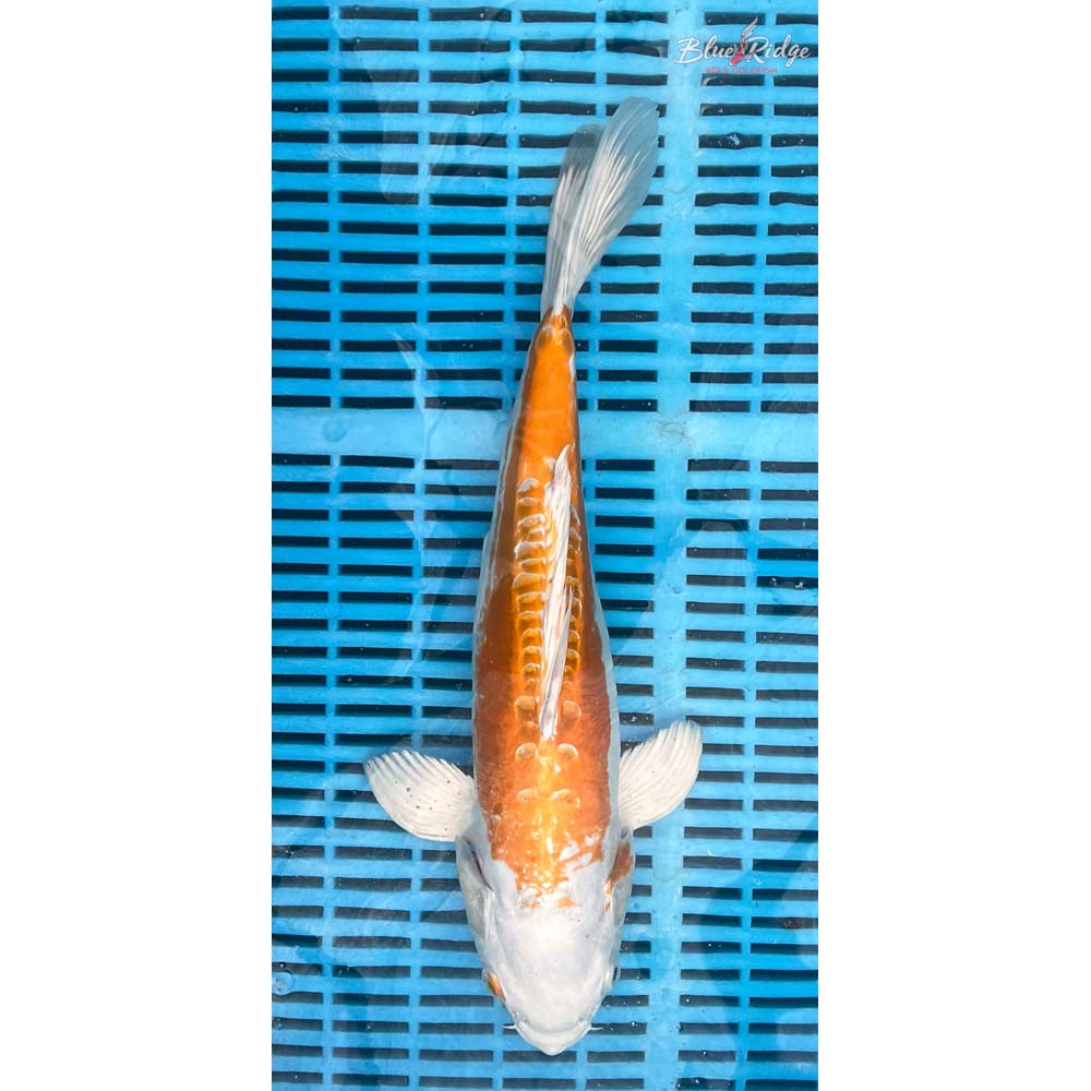 14-16” Kikusui Koi