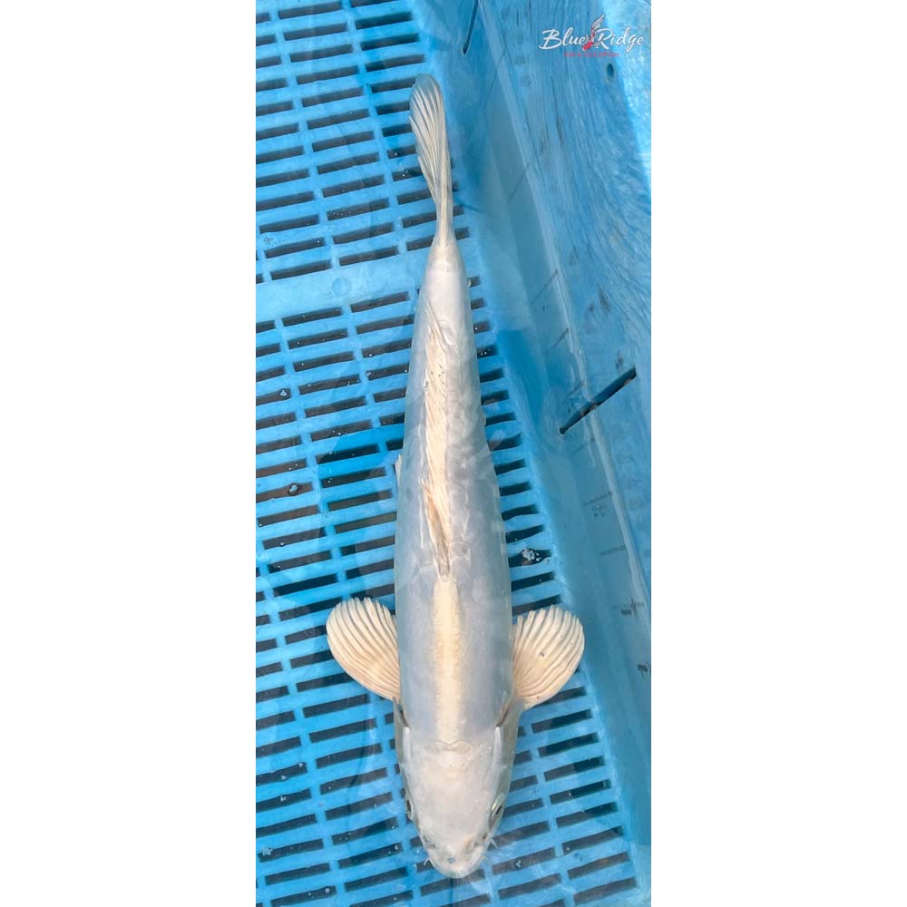 14-16” Doitsu Platinum Ogon Koi