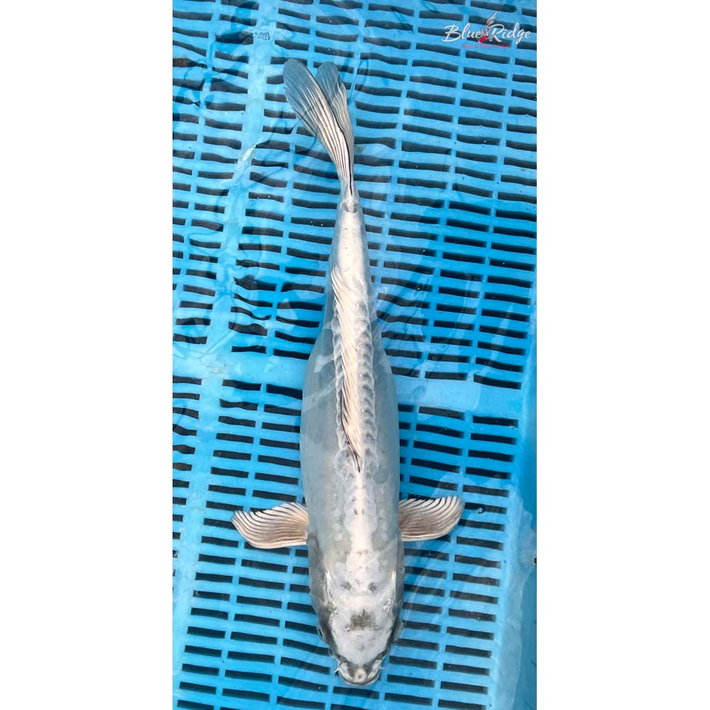 14-16” Kikokuryu Koi