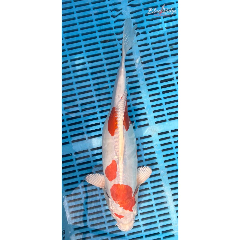 16-18” Kikusui Koi