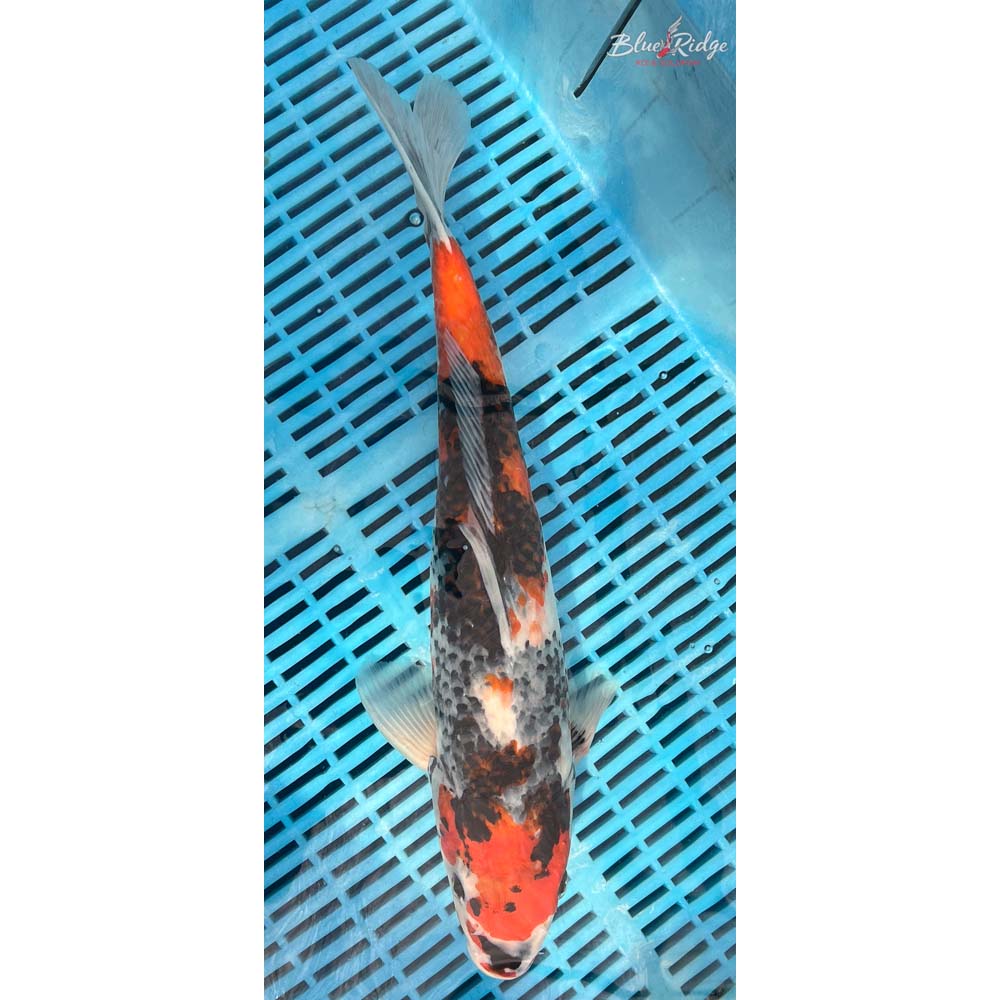 18-20” Showa Koi