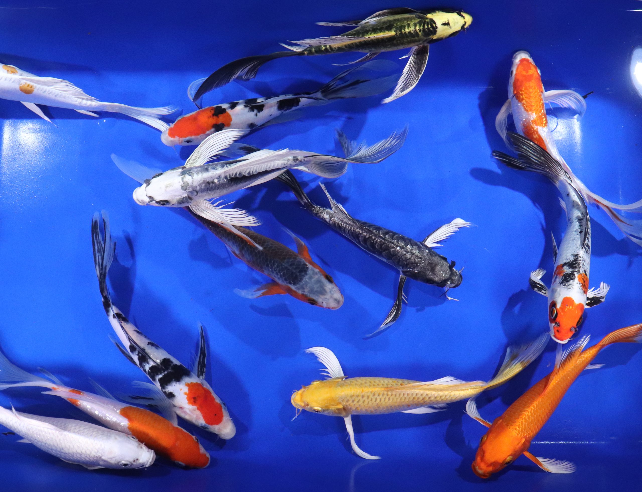 Premium Butterfly Koi 10"