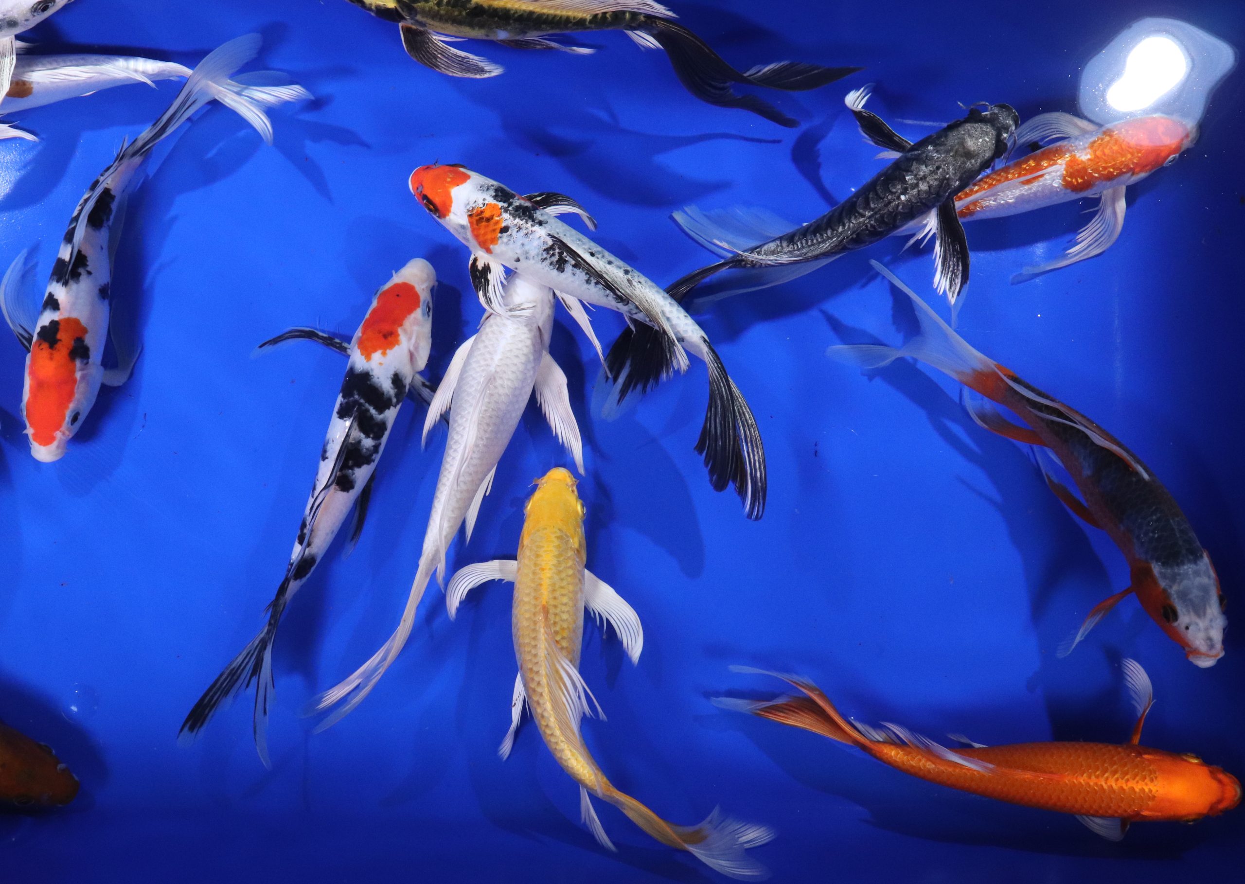 Alternative view of Premium Butterfly Koi 10"