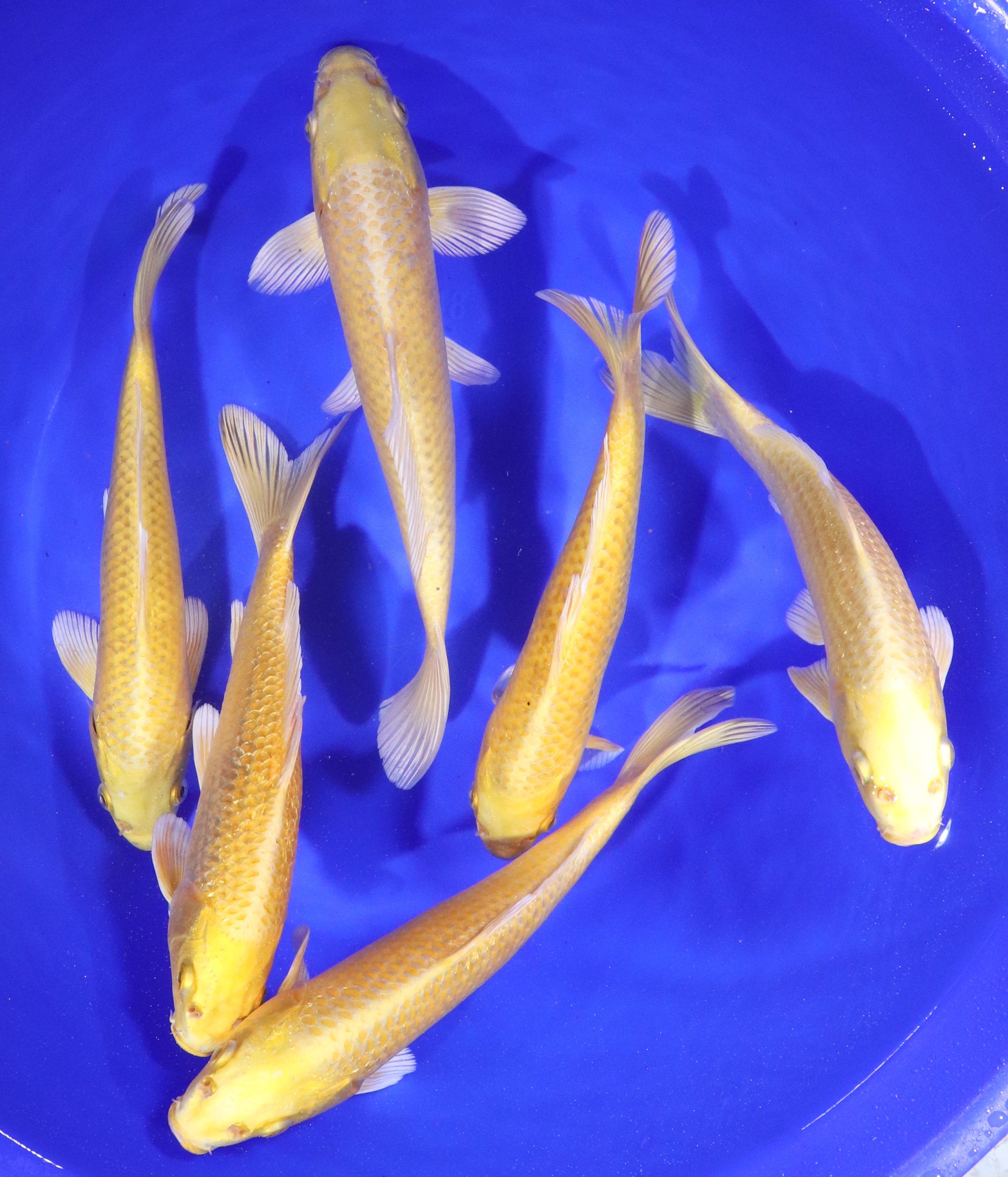 Yamabuki Ogon Koi 8-10"