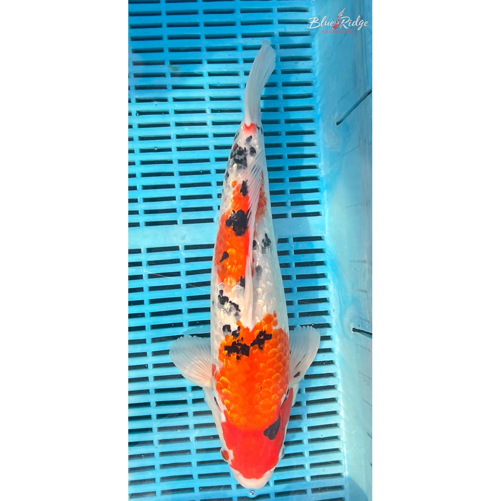 16-18” Gin Rin Sanke Koi