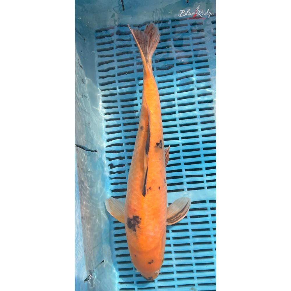 16-18” Aka Bekko Koi