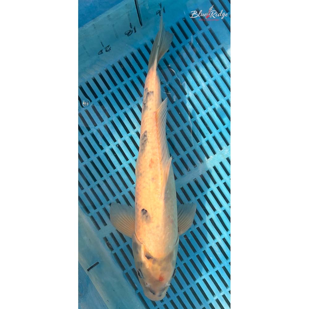 16-18” Shiro Utsuri Koi