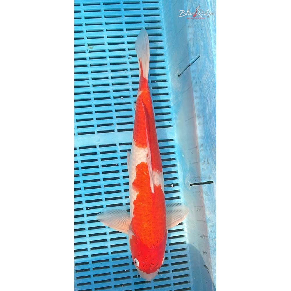 16-18” Kohaku Koi