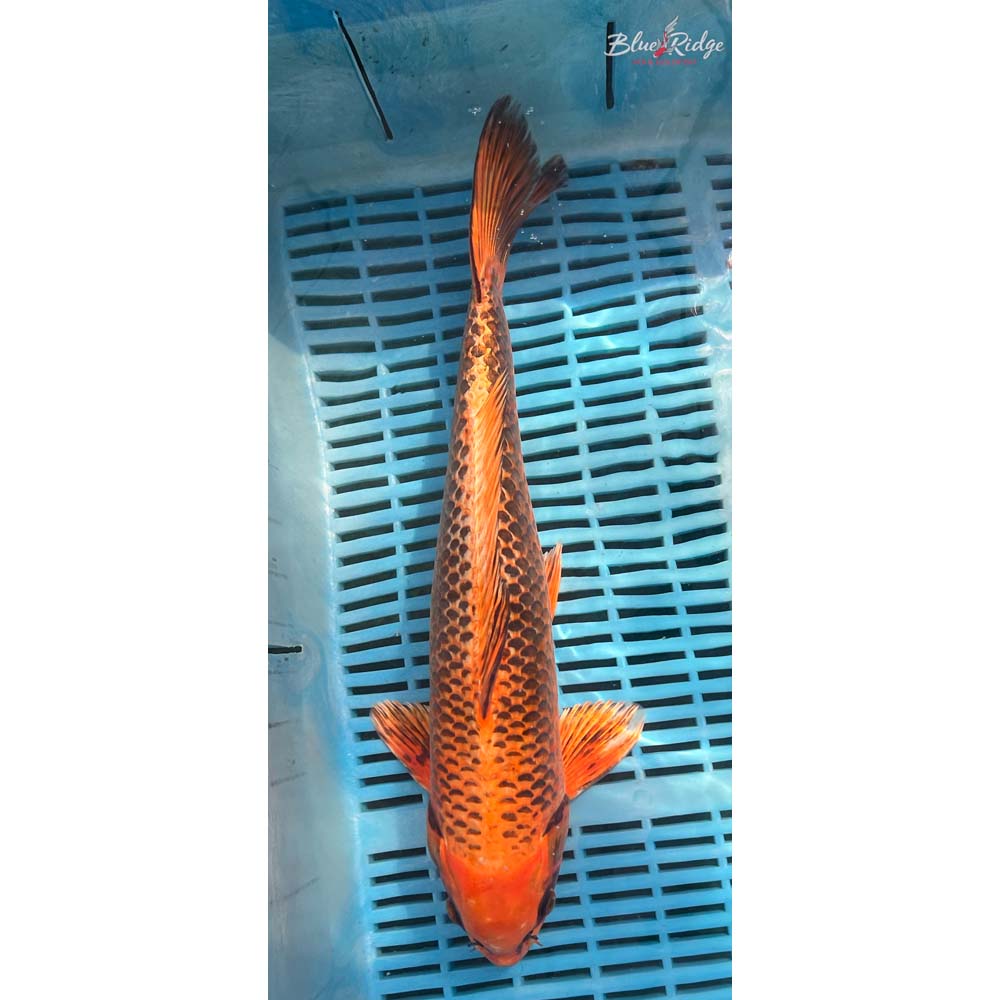 16-18” Orenji Matsuba Koi
