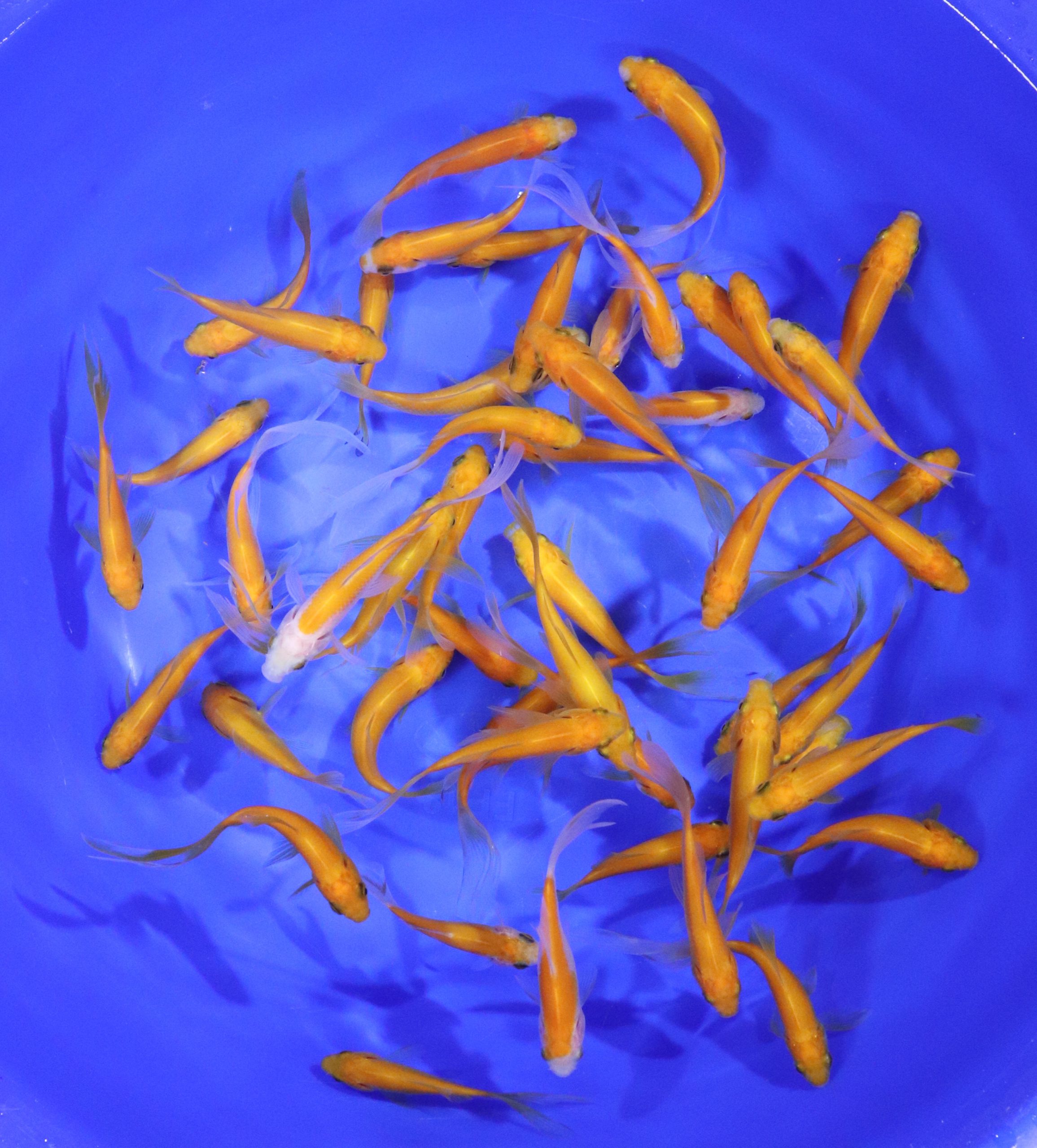 Apricot Comet 2-3"