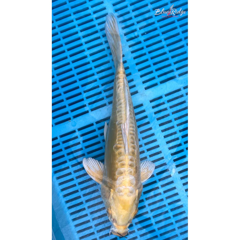 14-16” Doitsu Yamabuki Ogon Koi