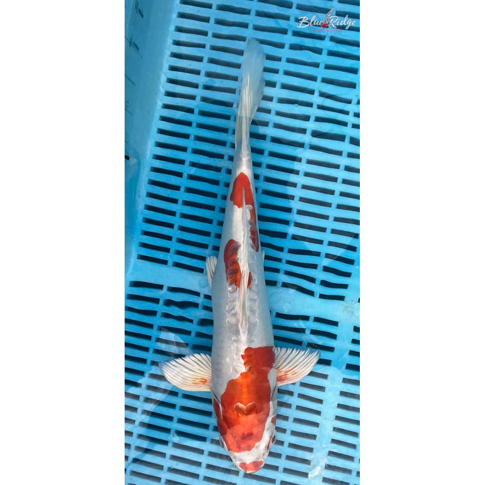 14-16” Kikusui Koi