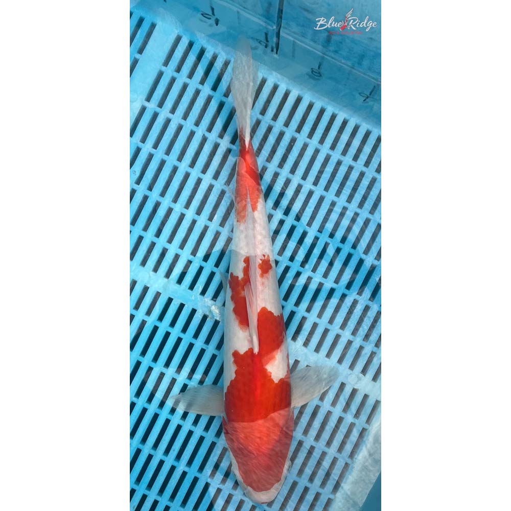 14-16” Kohaku Koi