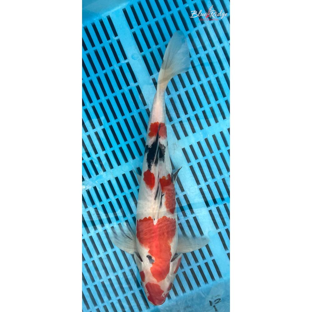 14-16” Sanke Koi